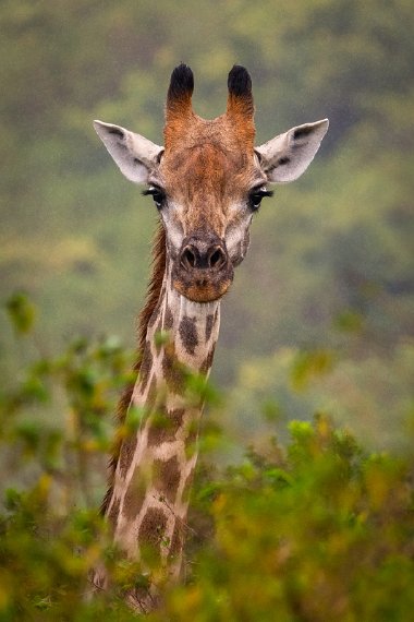 054 Tala Game Reserve, Zuid-Afrika.jpg